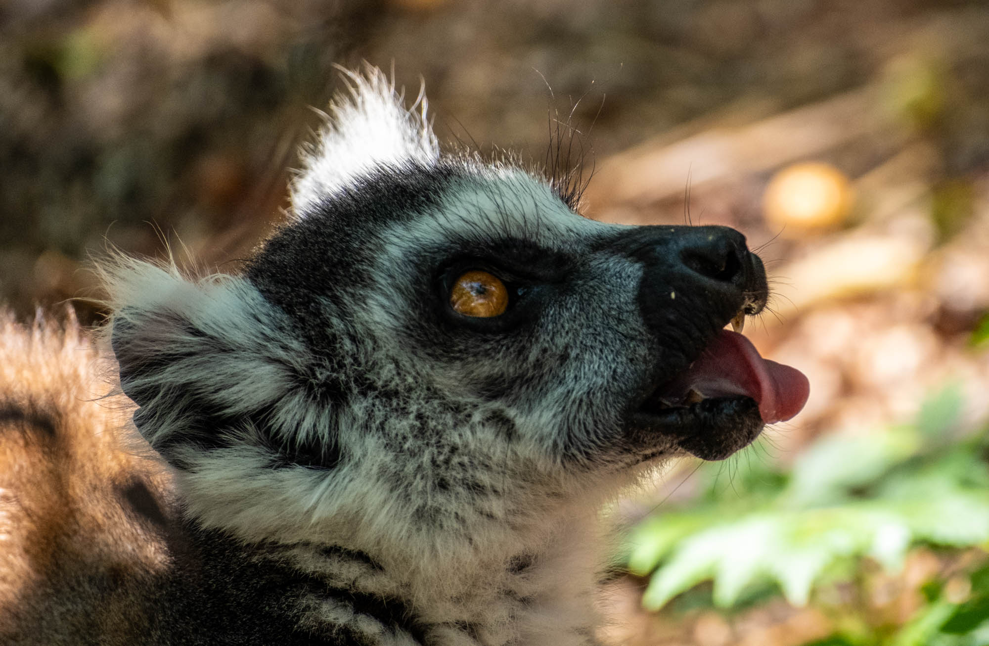 Lemurs