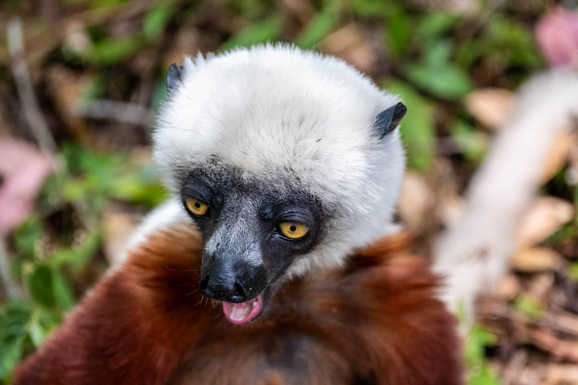 Lemur Island